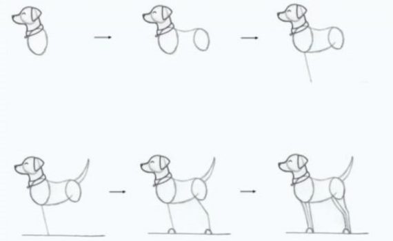 How to Draw a Realistic Standing Dog