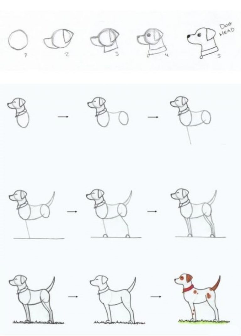How to Draw a Realistic Standing Dog