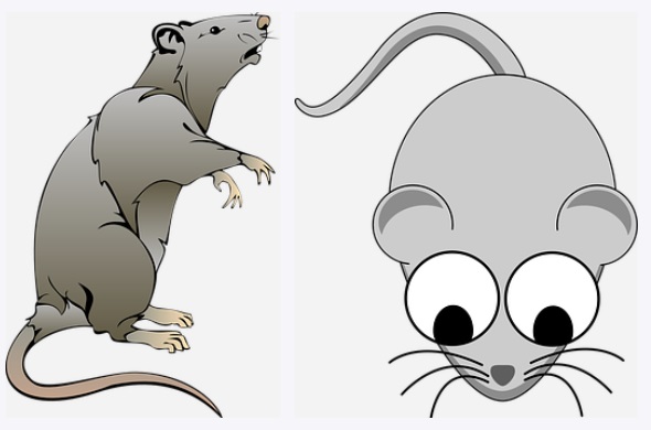 grey mouse drawings