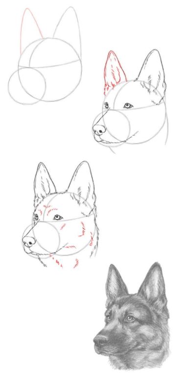 how to draw a german shepherd dog head step by step tutorial