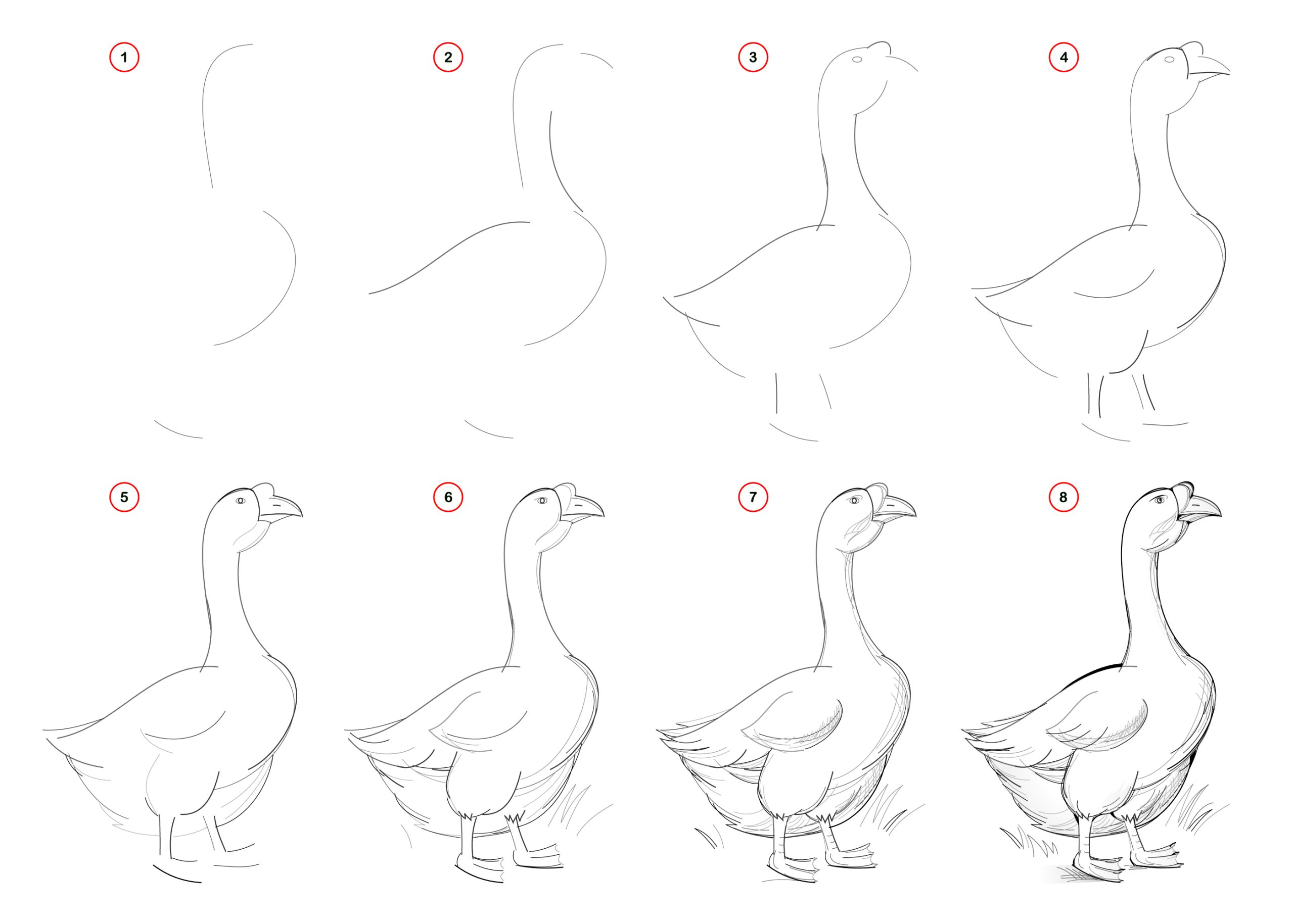 how to draw a goose step by step - realistic drawing