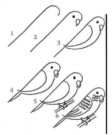 how to draw a parakeet on a branch