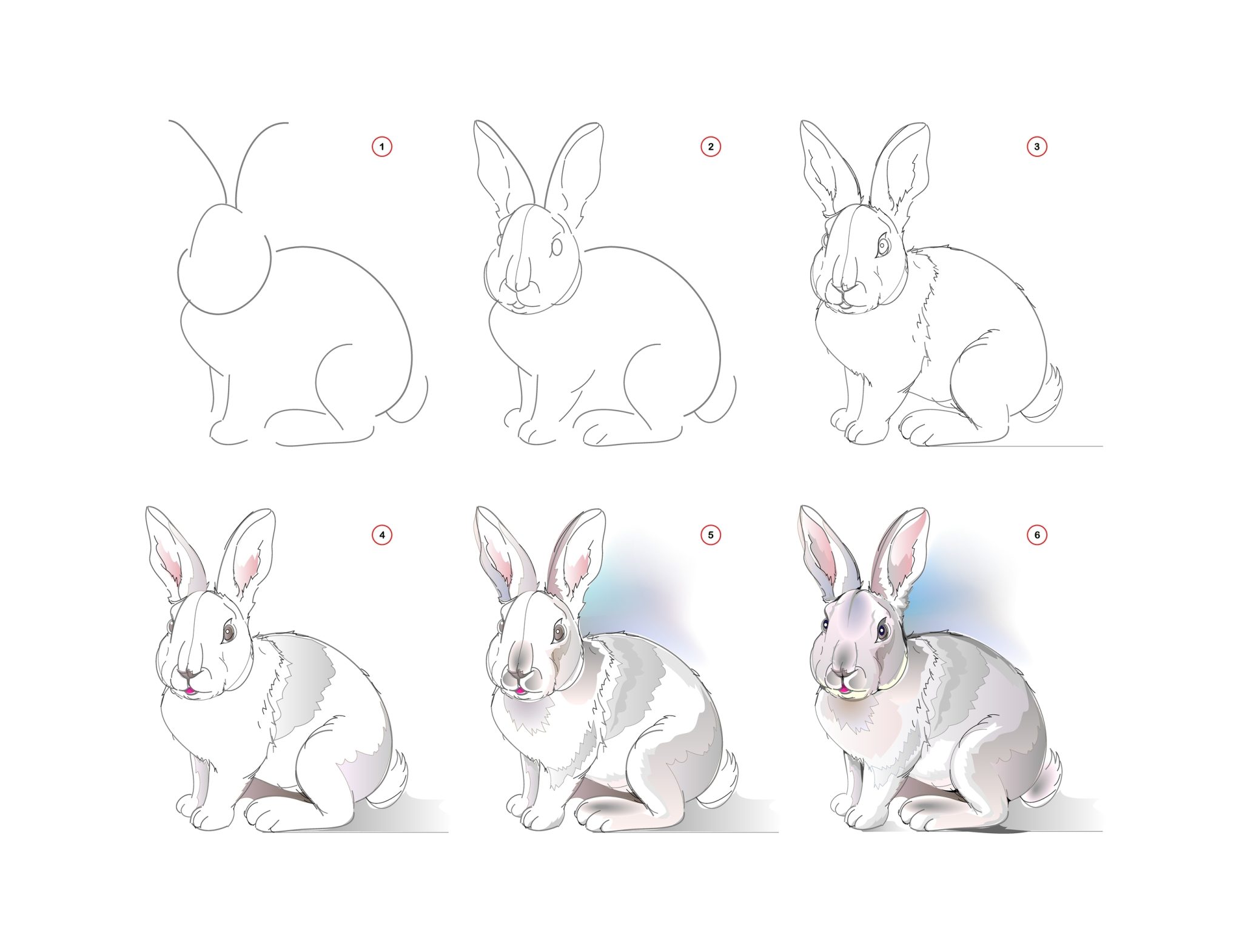 How to Draw a Rabbit StepByStep Tutorial Draw Advisor