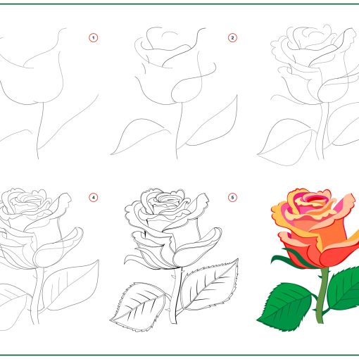 how to draw a rose in 6 steps for beginners