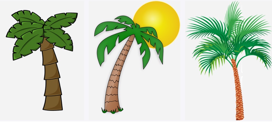 palm tree drawings