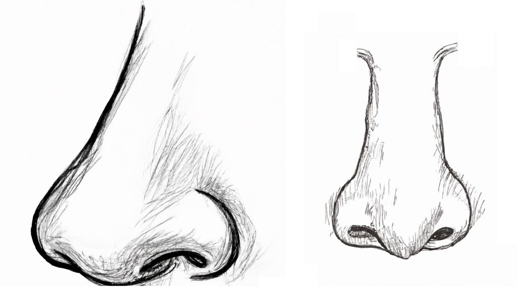 sketch of a human nose