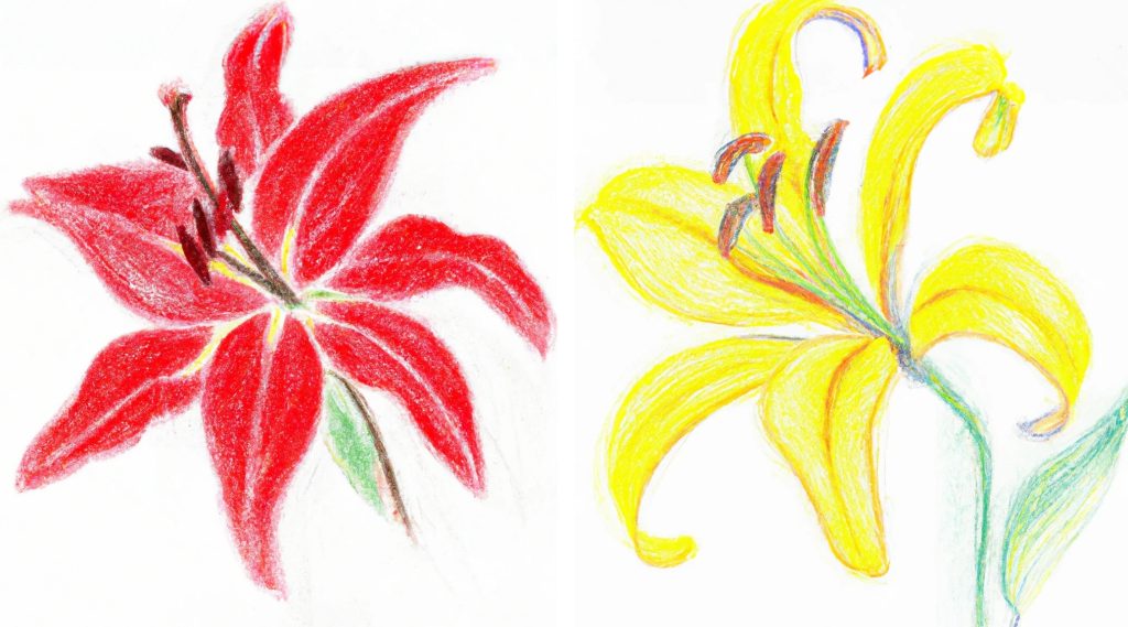 2 crayon drawings of lily flowers