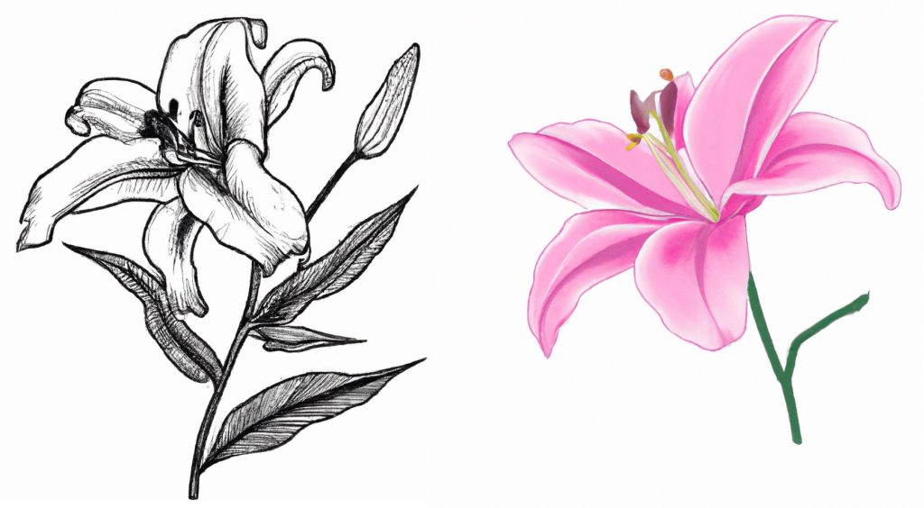 2 lily flower drawings