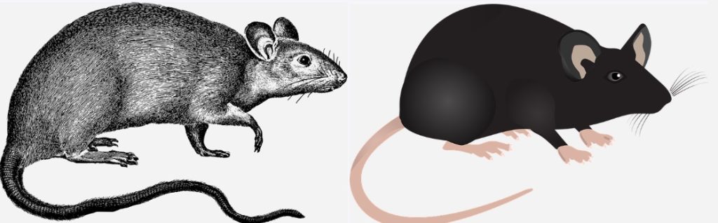2 mouse illustrations drawings of a cartoon mouse