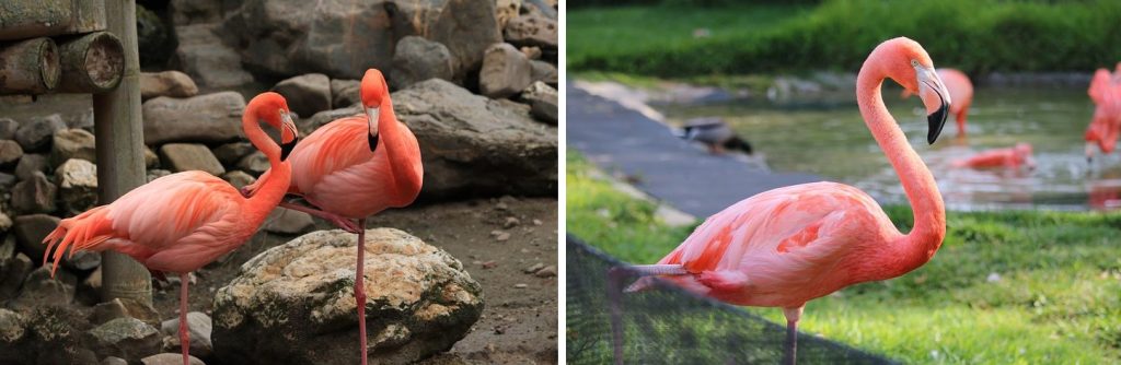 2 pictures of pink flamingos