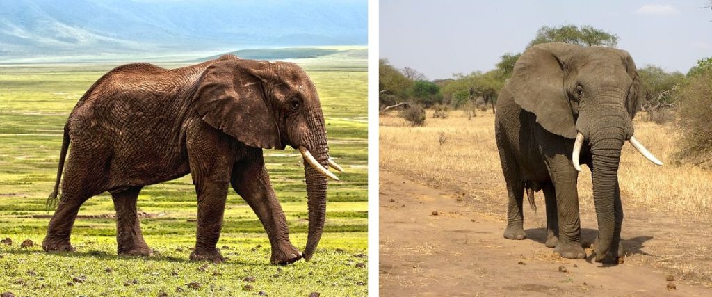 2 real elephants showing side profile elephant ears tusks and trunk