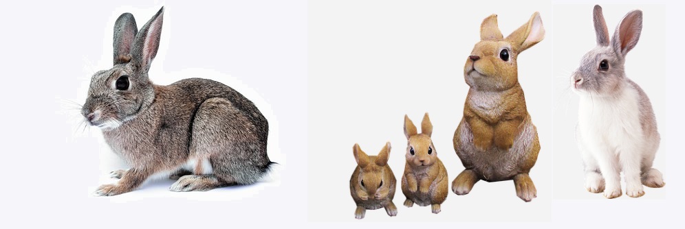 beautiful rabbits that can be used as a reference for a drawing