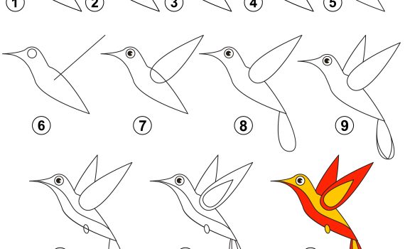 how to draw a hummingbird