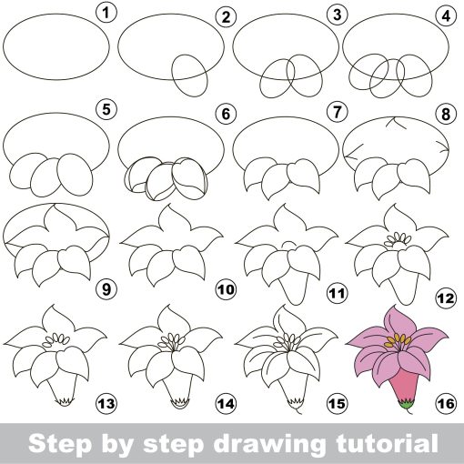 how to draw a lily - step by step lily drawing tutorial