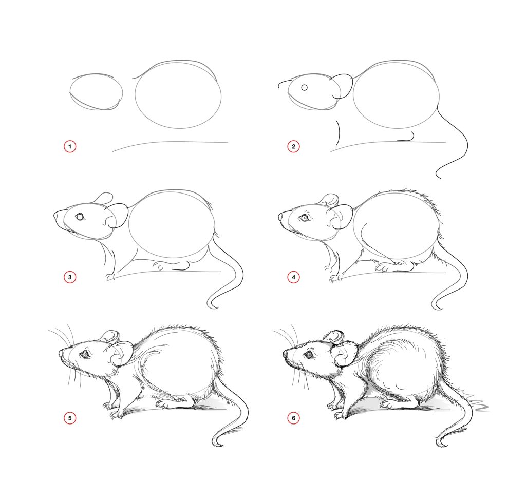 how to draw a mouse step by step easy