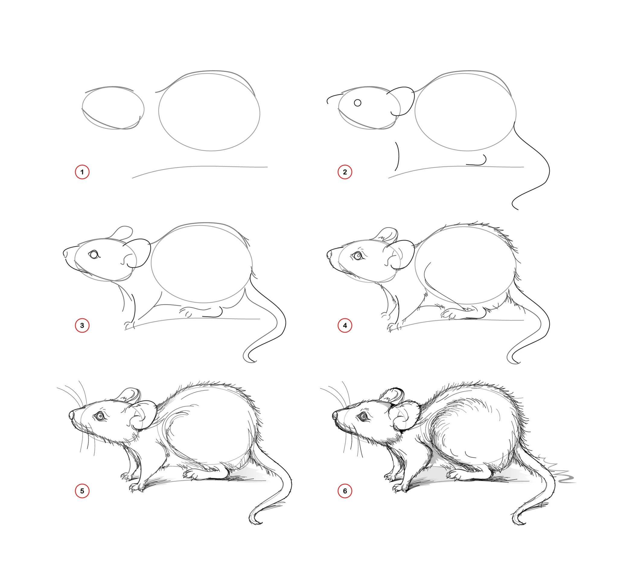 How to Draw a Mouse - Draw Advisor