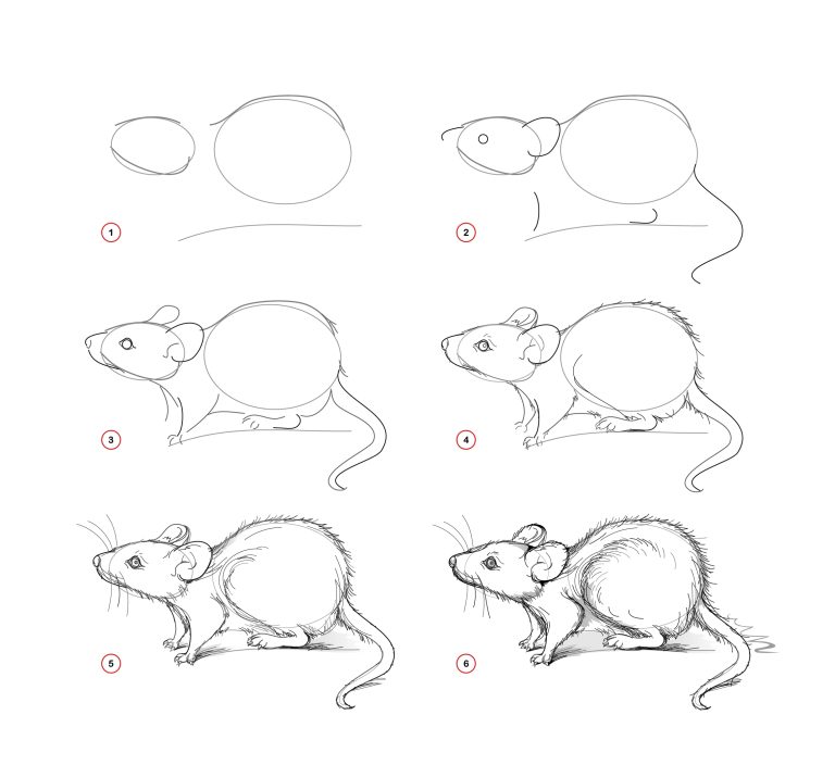 How to Draw a Mouse - Draw Advisor