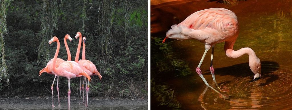 pictures of real pink flamingos in the water eating and drinking