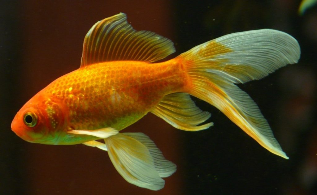 real goldfish swimming in the water