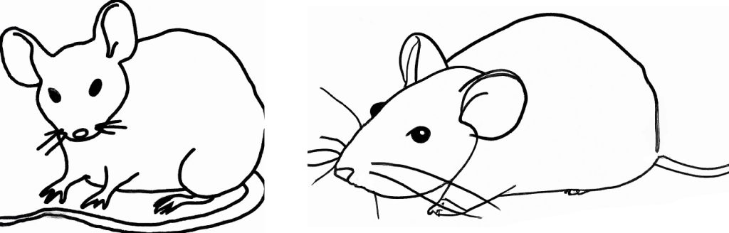 two basic outline drawings of a mouse