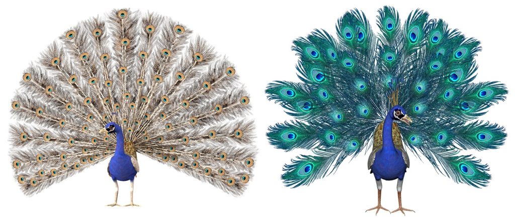 two beautiful peacock drawings showing the peacocks tail feathers, tuft, head, face, and body