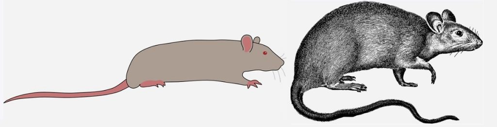 two drawings of a mouse