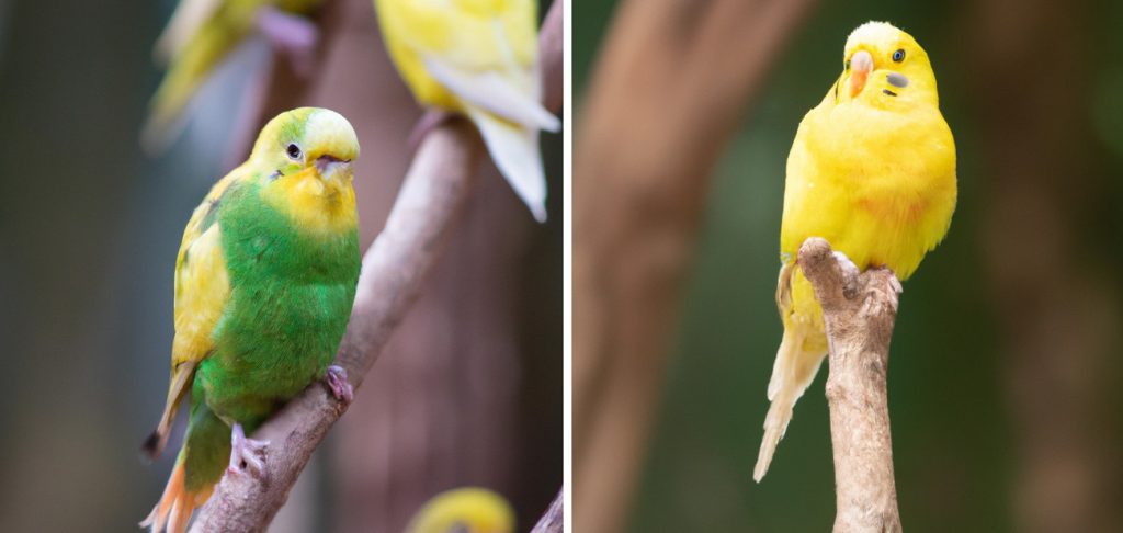 two parakeet birds on a branch real photos