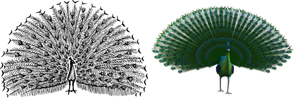 two peacock drawings showing details of feathers