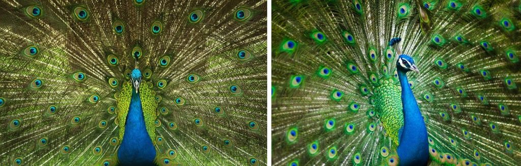 two peacocks showing details of the tail feathers