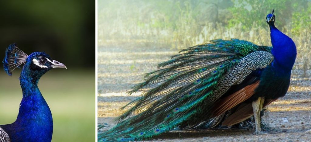 two real peacocks showing head and tufts and tail feathers
