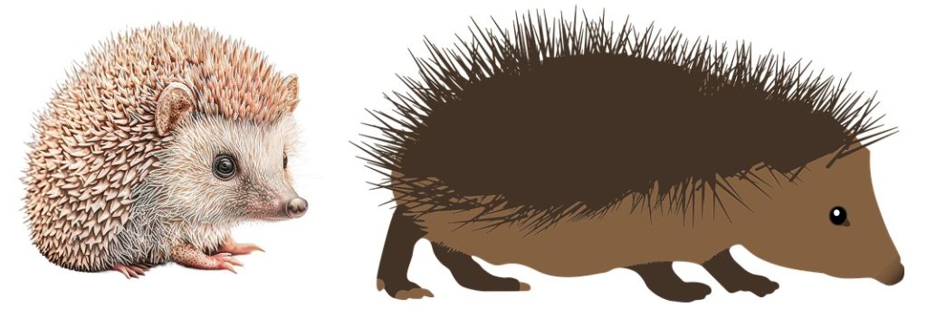 2 hedgehog illustrations for kids to learn how to draw a hedgehog