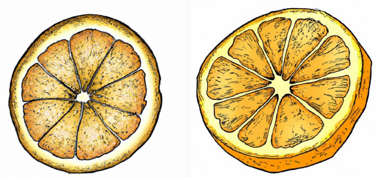 drawing of 2 orange slices for reference when drawing an orange slice