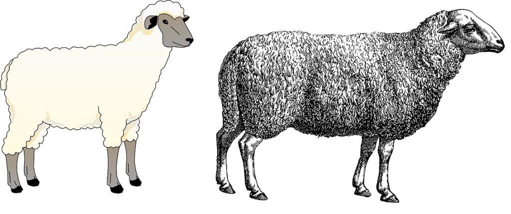 how to draw a cartoon sheep photos for reference for beginners and kids