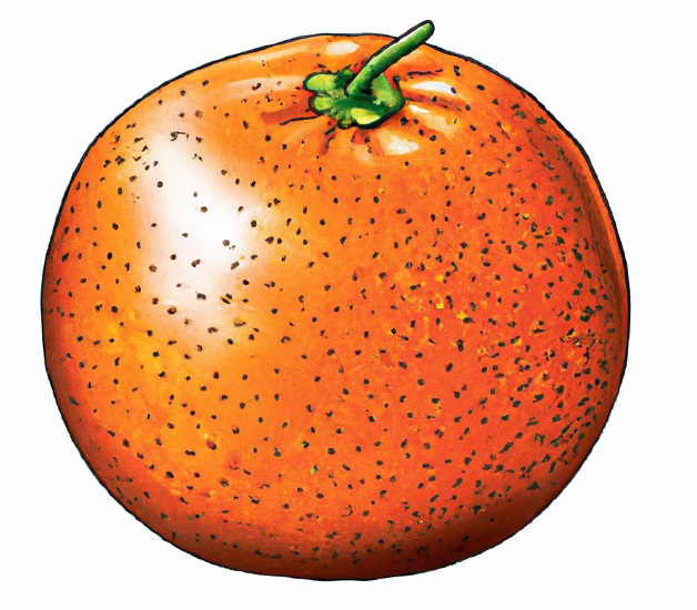 how to draw an orange fruit with detail