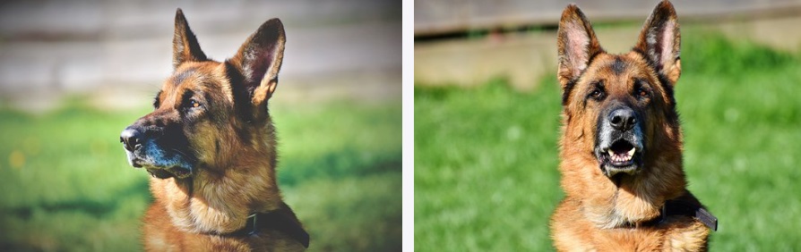 real german shepherd dog heads for reference