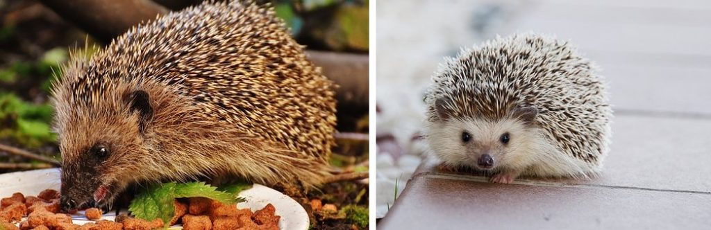real hedgehogs for reference