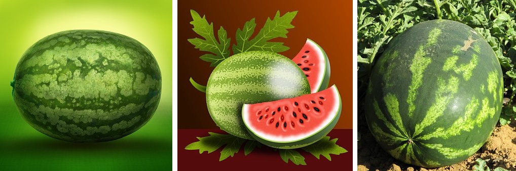 whole watermelons to learn how to draw a watermelon