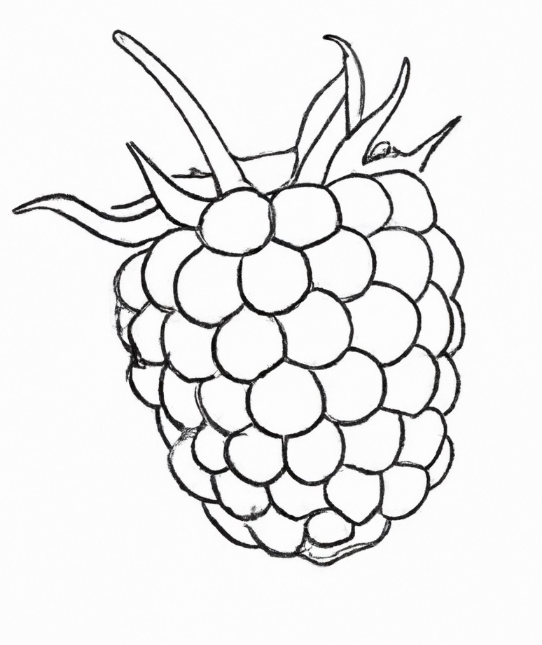 basic outline of a raspberry