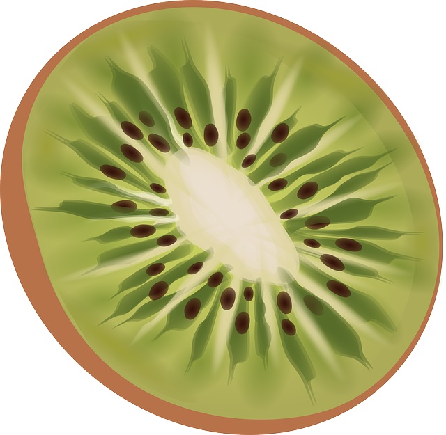 drawing of a kiwi sliced in half to learn how to draw a sliced kiwi for kids