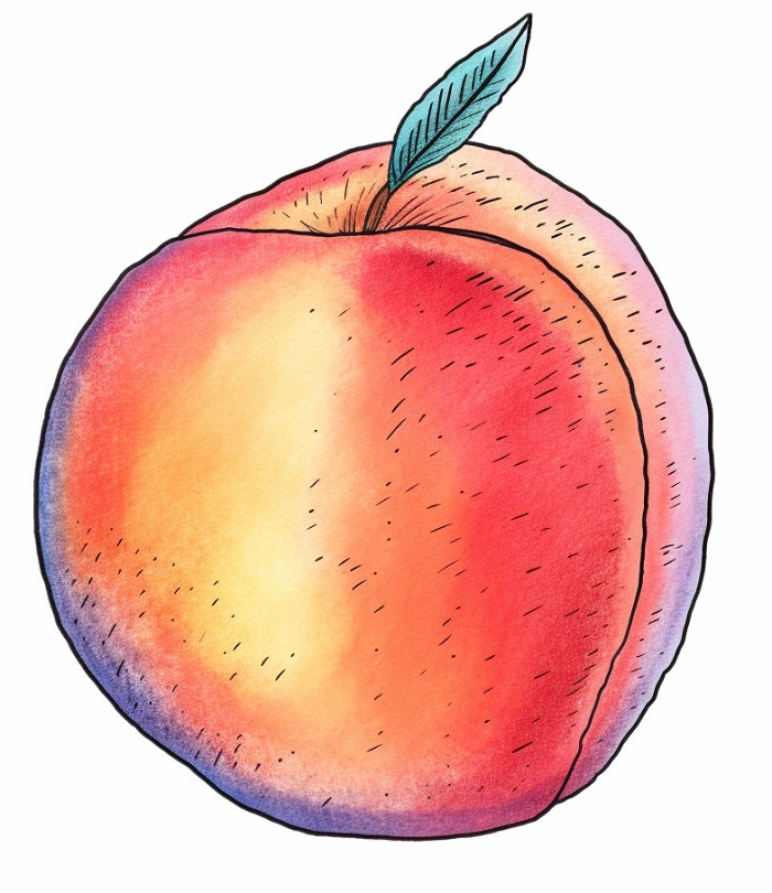 drawing of a peach for reference to learn how to draw a peach 1