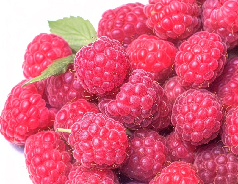 drawing of a pile of raspberries