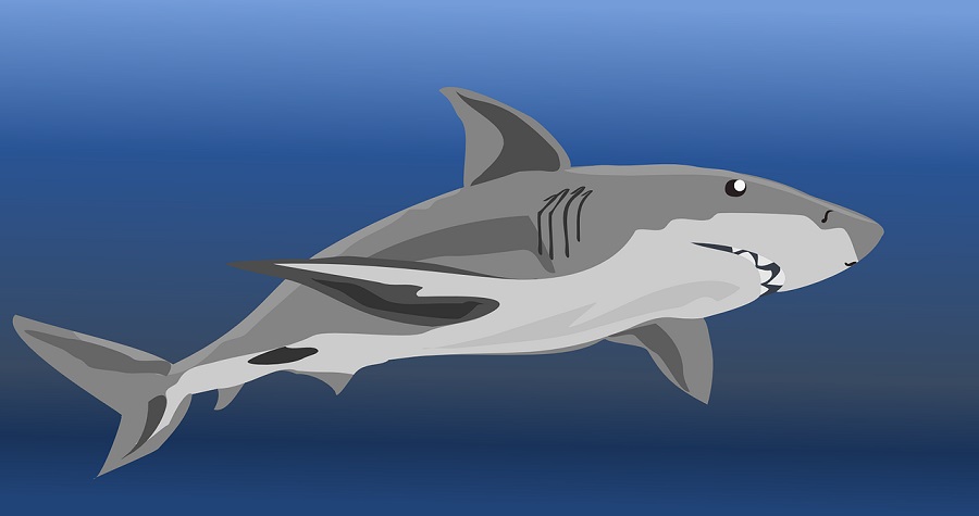 drawing of a shark swimming