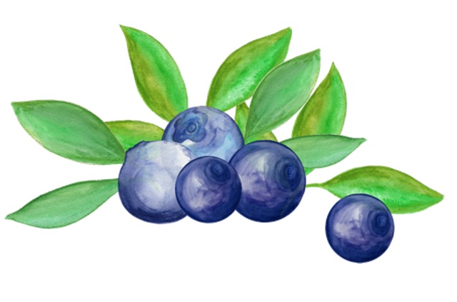 drawing of blueberries 1
