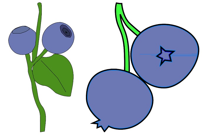 how to draw blueberries for kids
