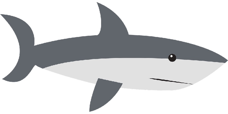 picture of a shark to reference for drawing