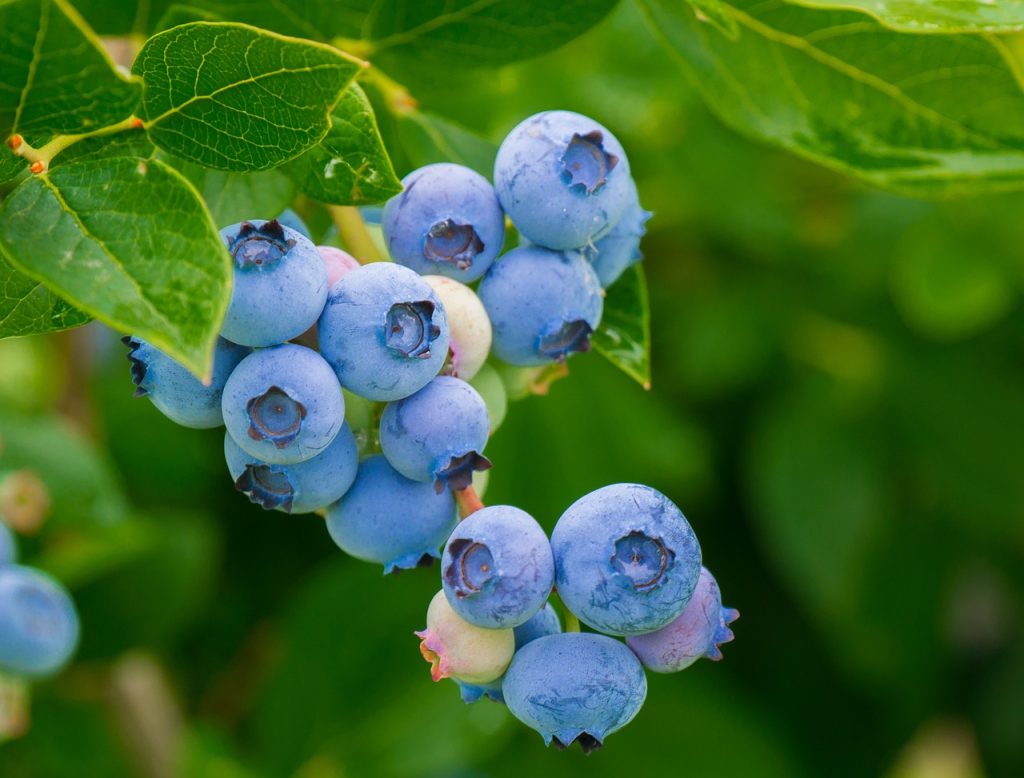 real blueberries to reference when drawing