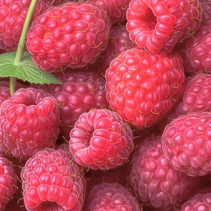 realistic drawing of raspberries to reference when learning how to draw a raspberry