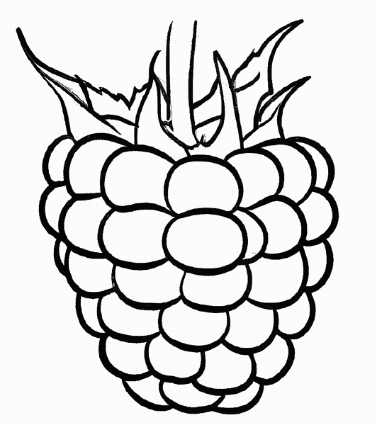 basic outline drawing of a blackberry with no color