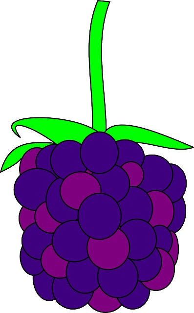 cartoon blackberry drawing