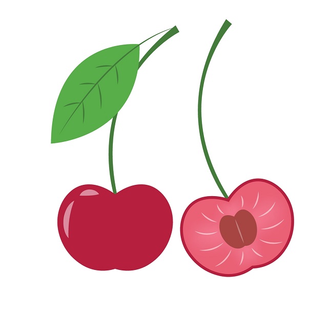 cherry drawing